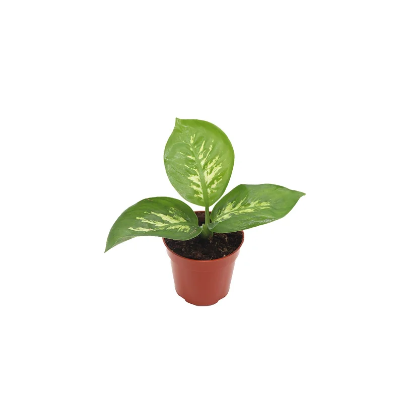 ibspot-44918754