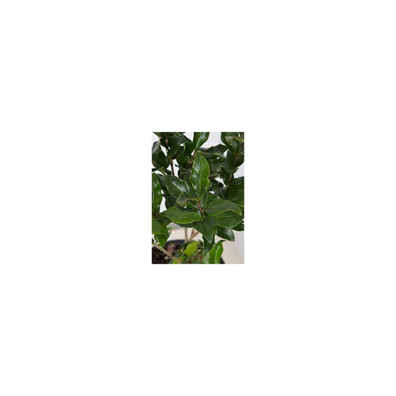 ibspot-45529275