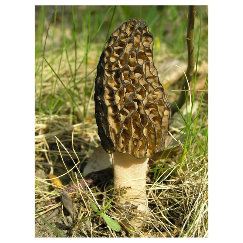 ibspot-45919934