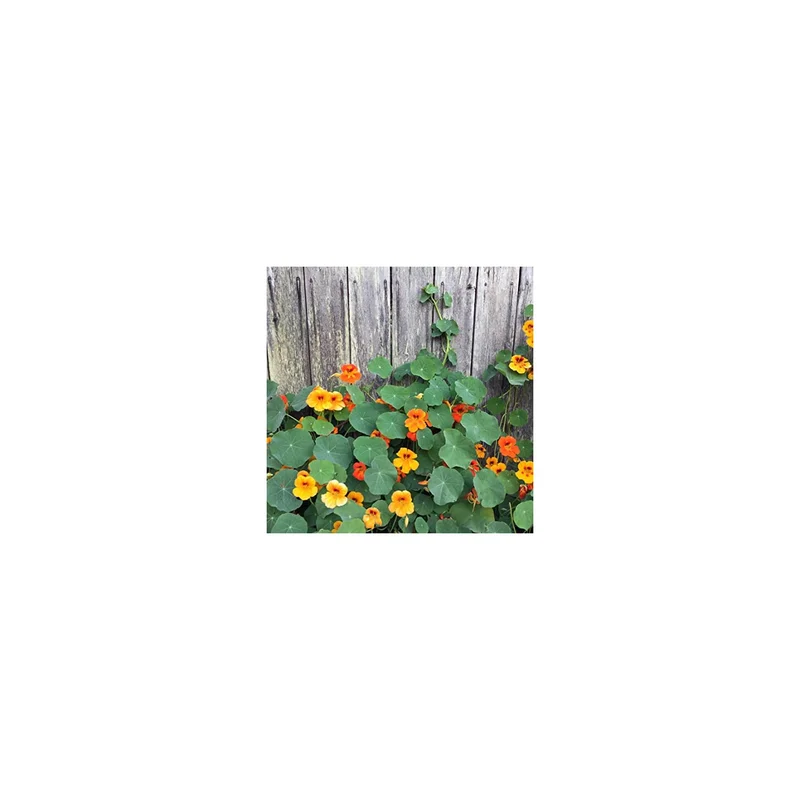 ibspot-54348487