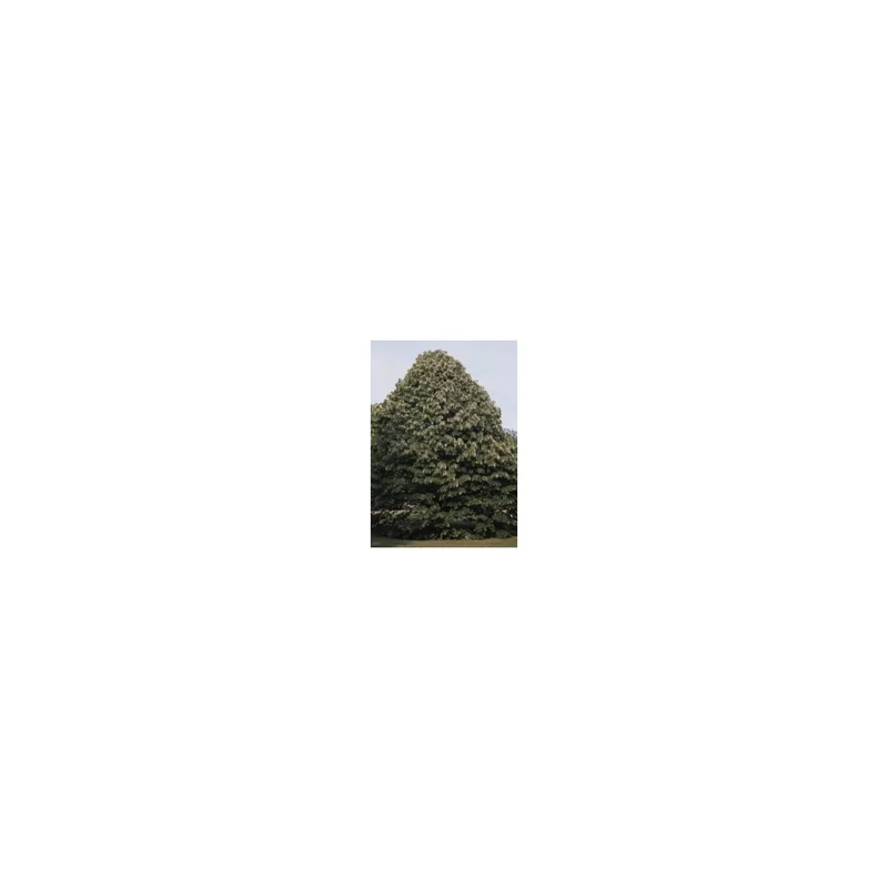 ibspot-54880899