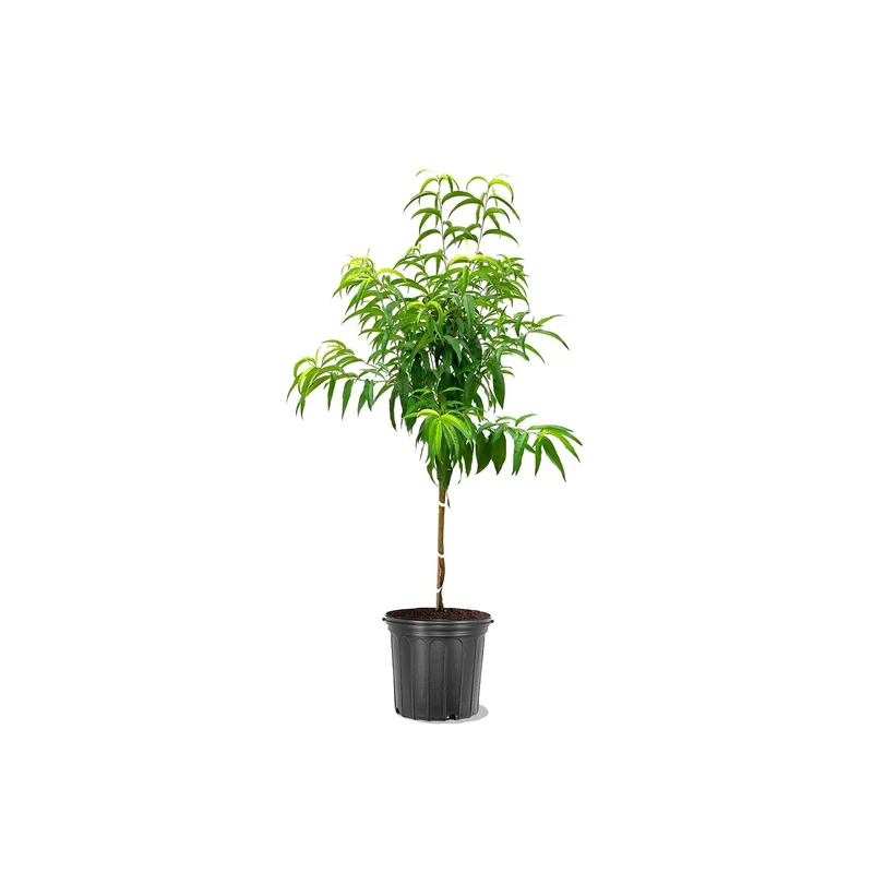 ibspot-56077014