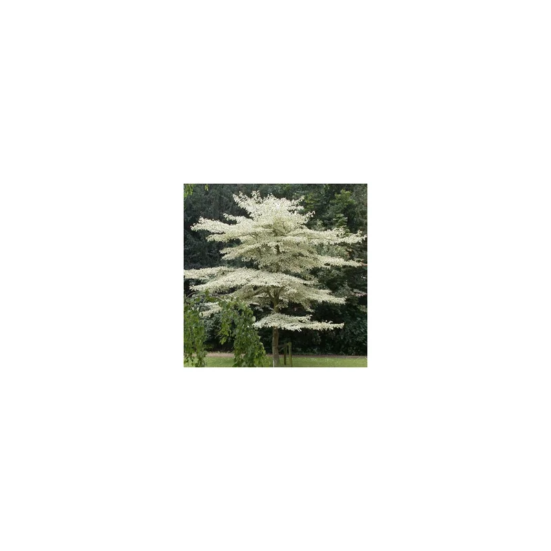 ibspot-56825288