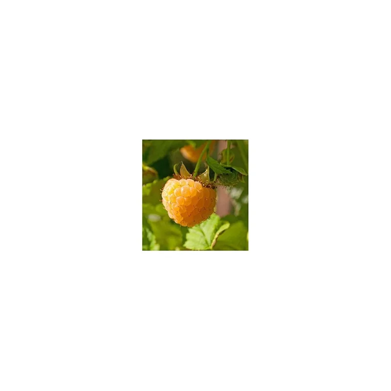 ibspot5391525