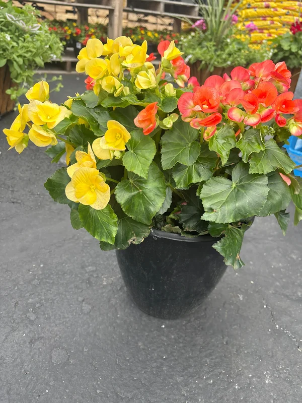 pettigrew-online4610690
